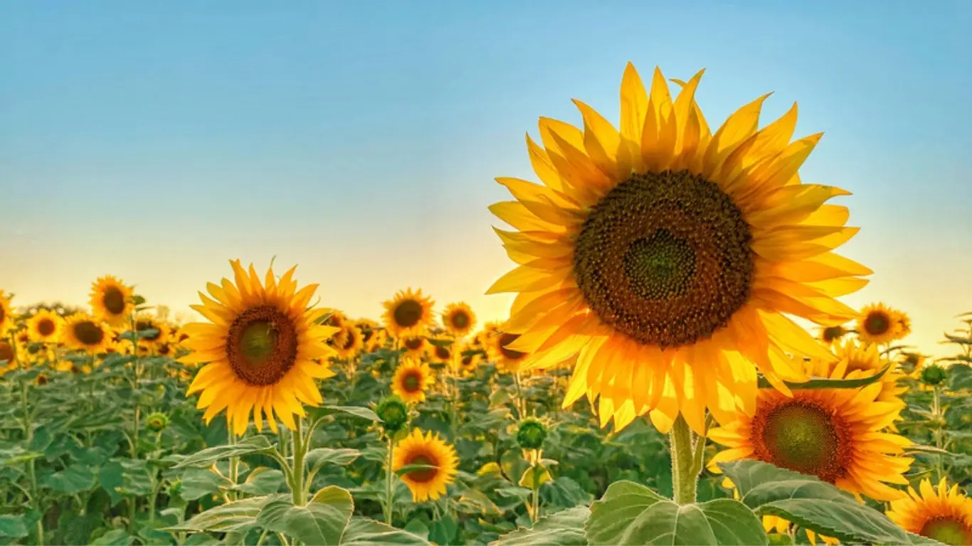 Sonnenblumen im Abendlicht